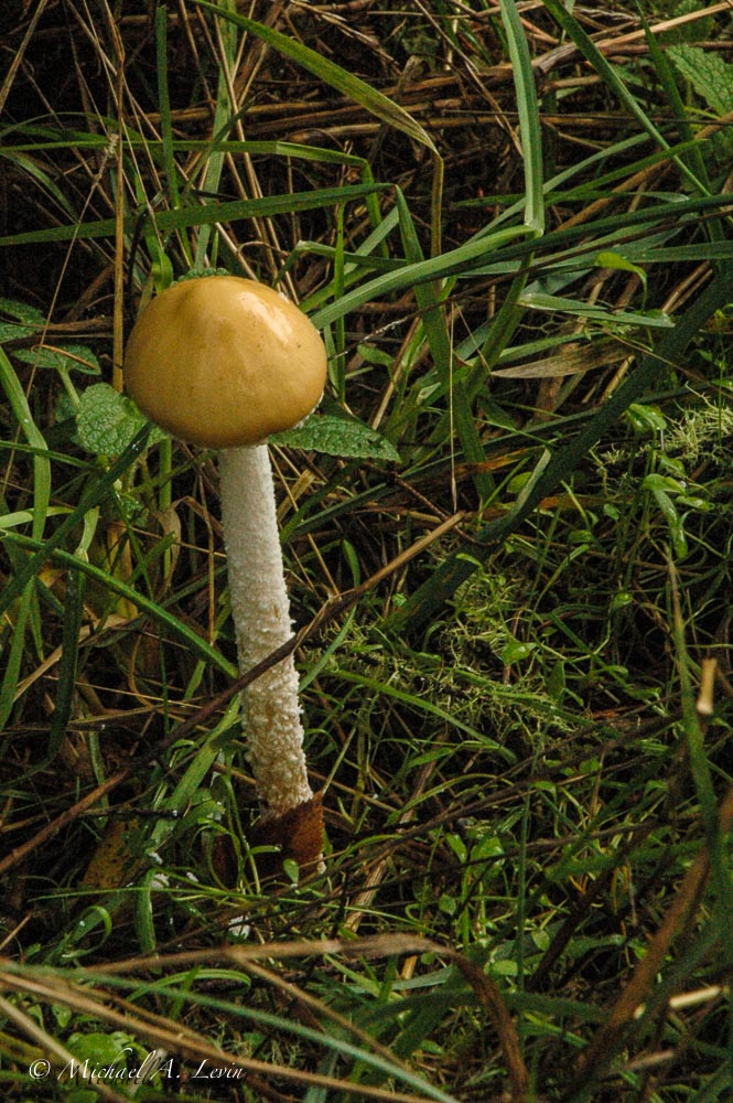 Death Cap Mushroom