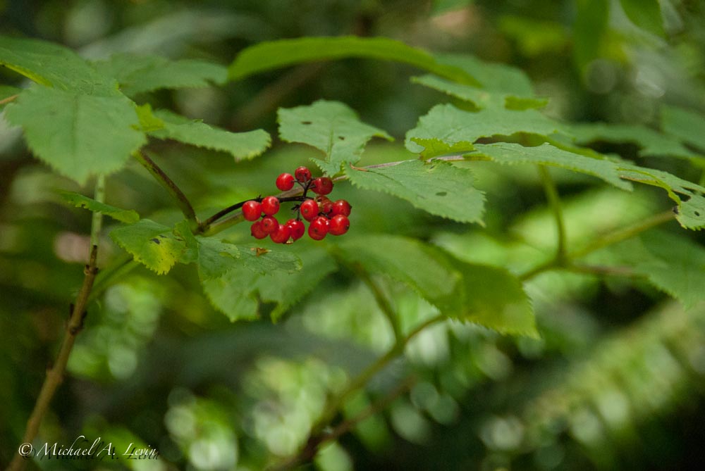 Baneberry