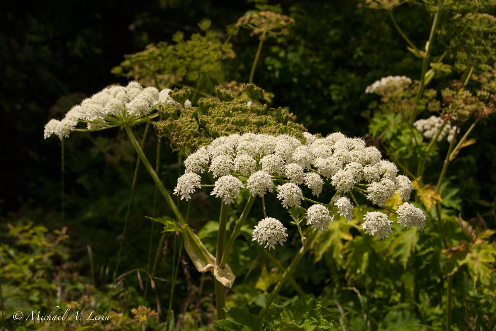 Cow Parsnip