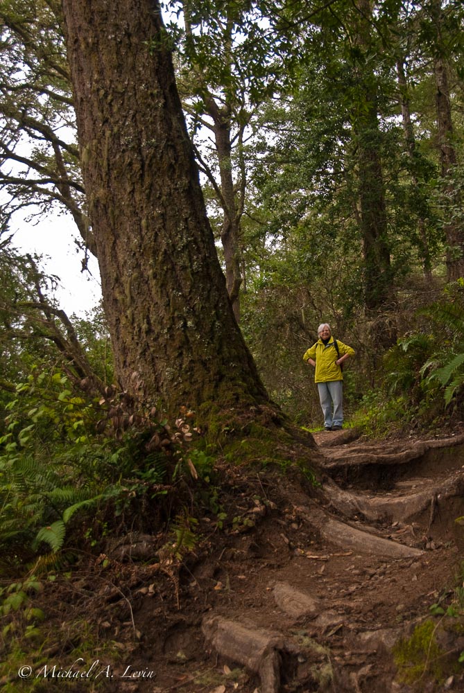 Trail Scape