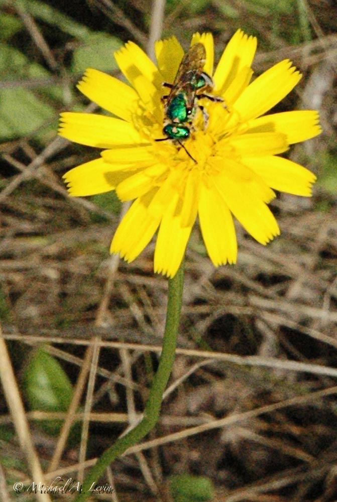 Mule Ears with Fly