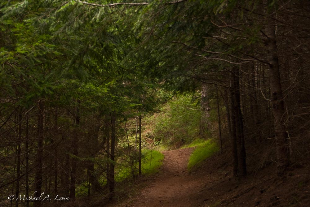 Trail Scape