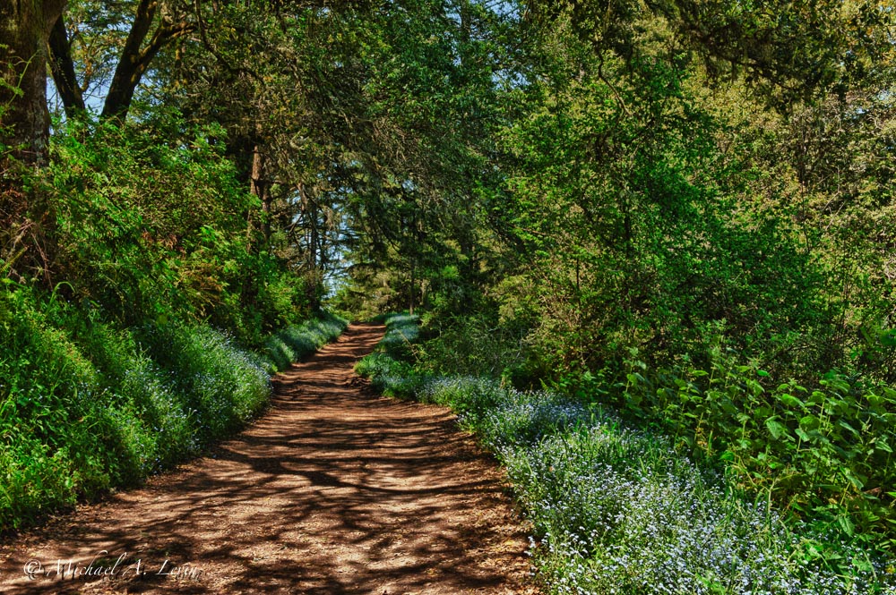 Trailscape with Forget-Me-Nots