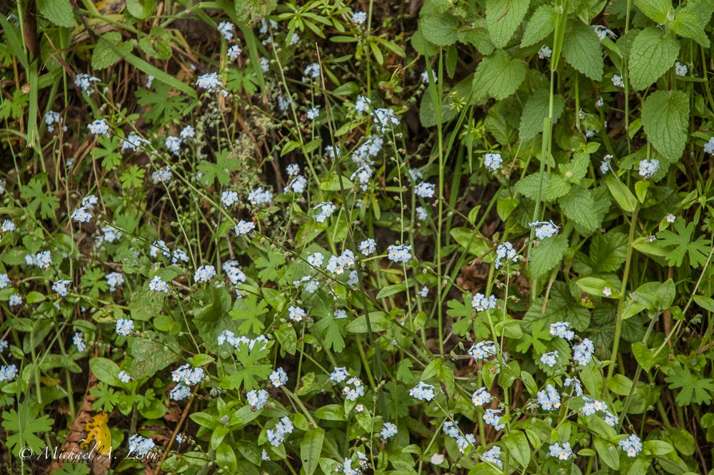 Broad-Leaf Forget-Me-Nots