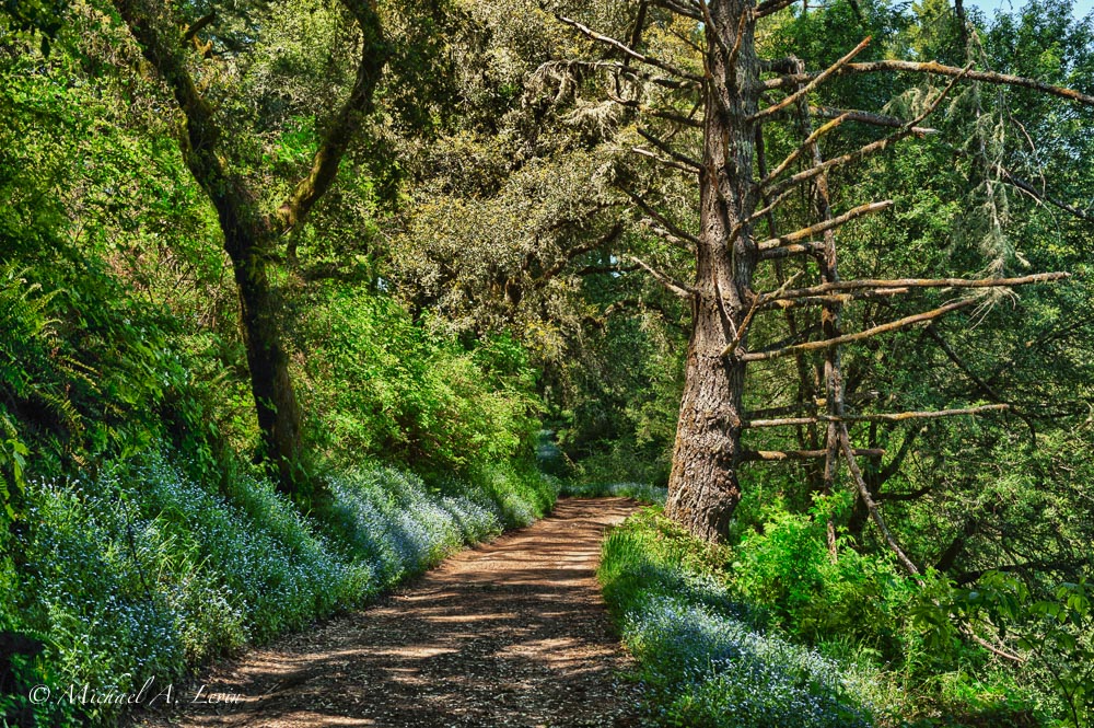 Trailscape with Forget-Me-Nots