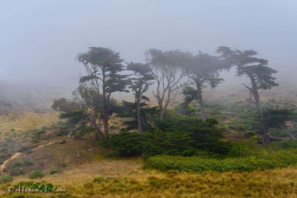 Foggy Copse