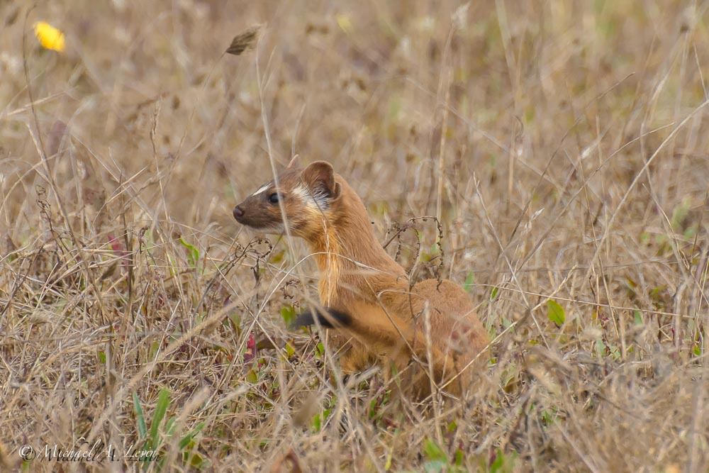 Long Tailed Weasel