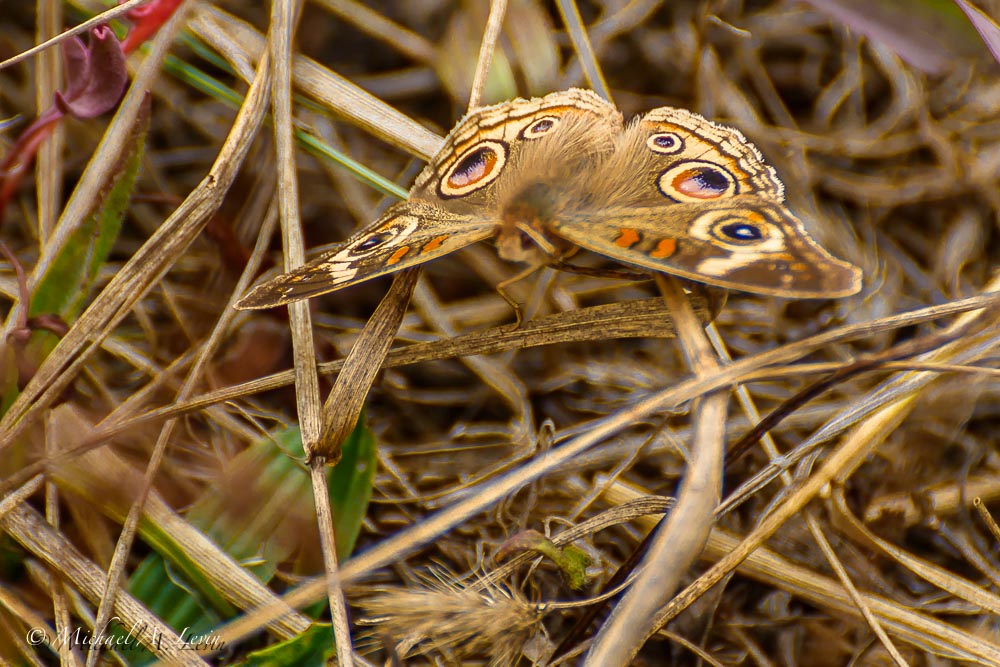 California Buckeye Butterfly