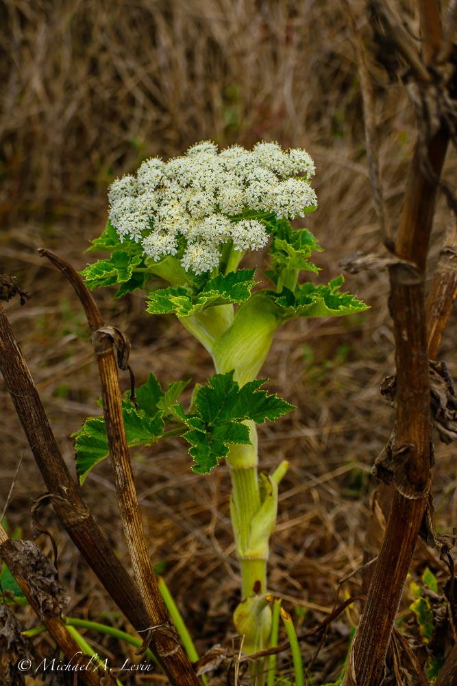 Cow Parsnip