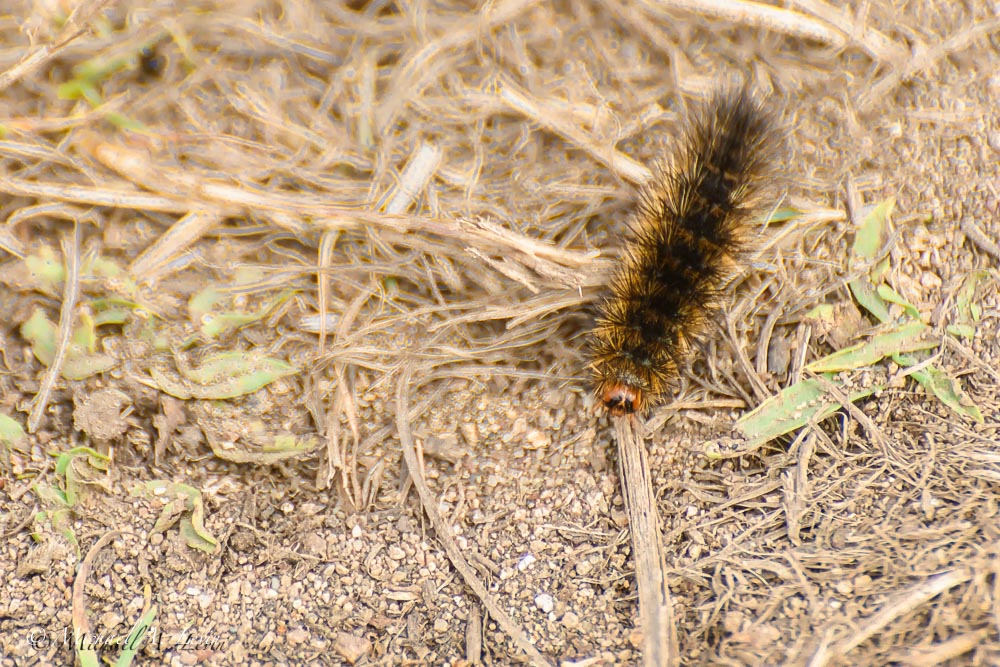 Wooly Bear Catapiler