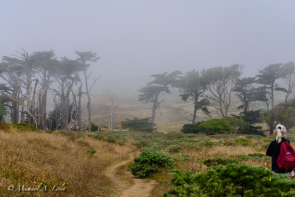 Foggy Landscape