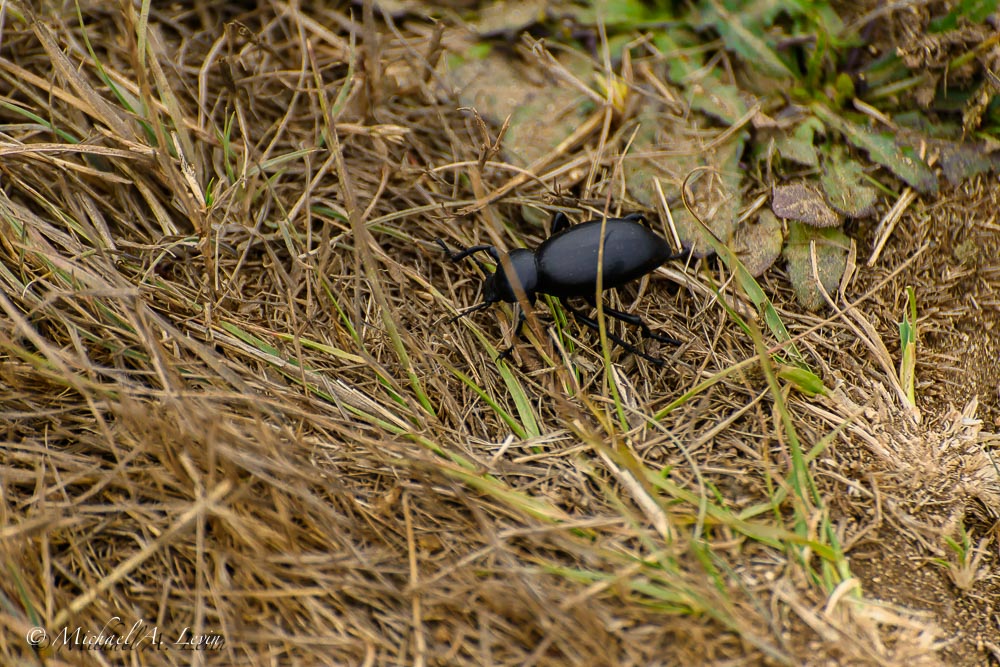 Black Beetle