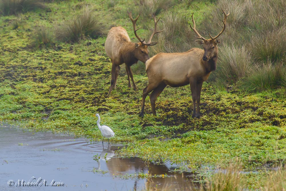 Tule Eld & Great Egret